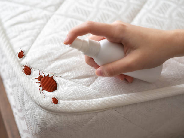 Best Termite Control Services  in Budd Lake, NJ