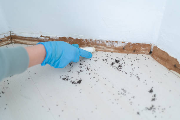 Best Local Pest Control Services  in Budd Lake, NJ
